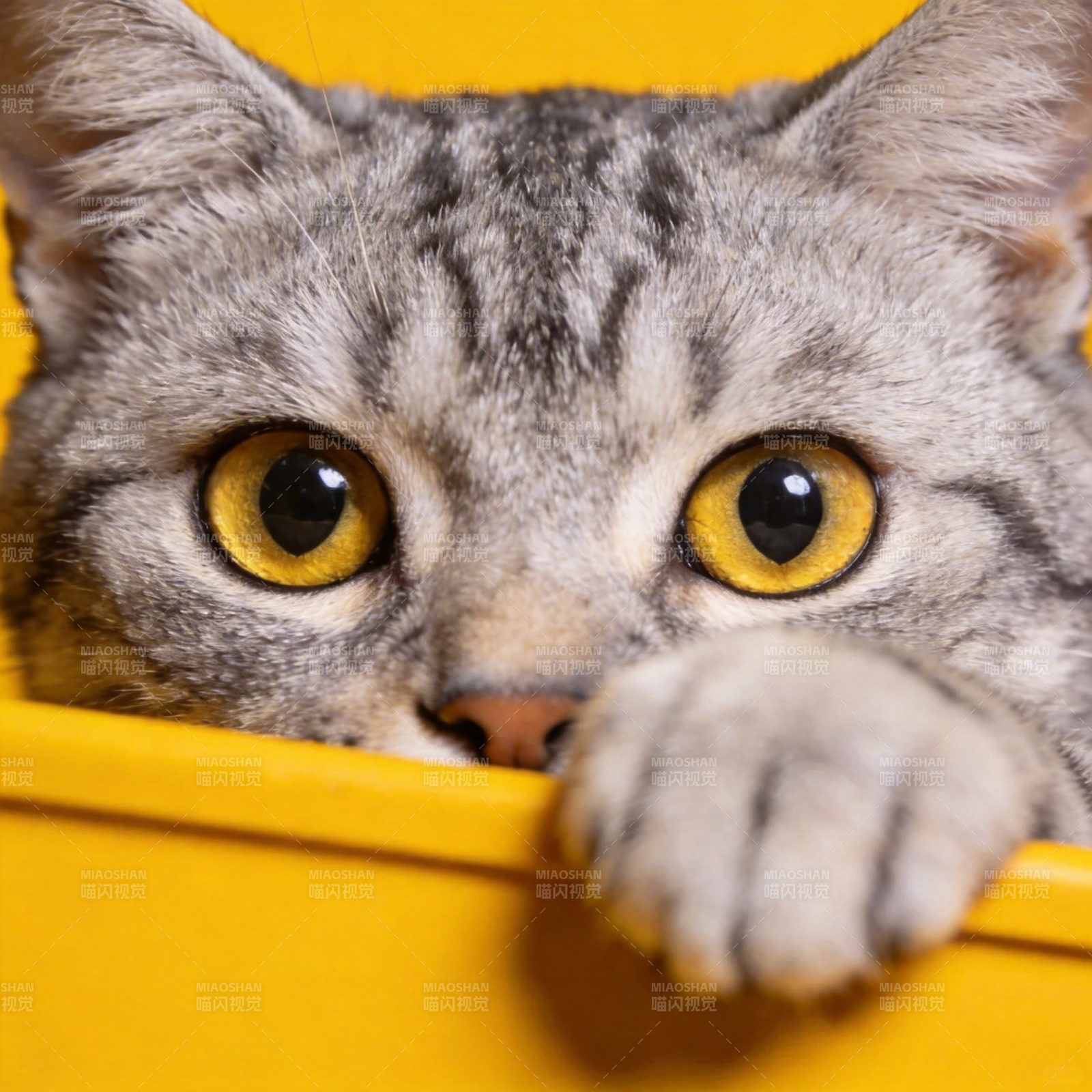 猫咪探头好奇望图片