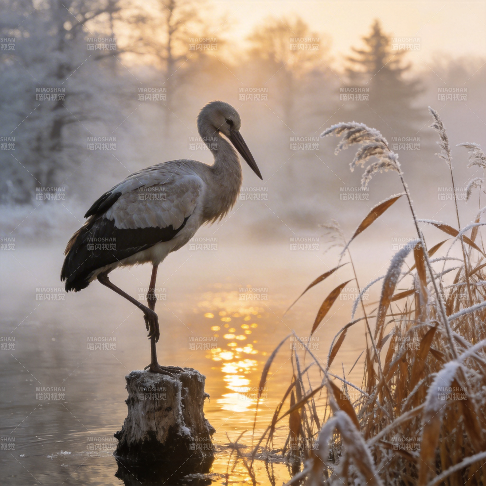 晨雾中的白鹳图片