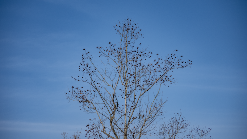 枯树映蓝天图片