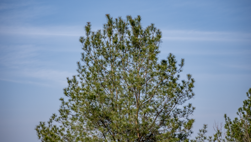 松树仰望蓝天图片