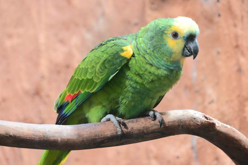 绿鹦鹉栖息枝头图片