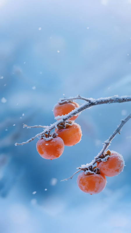 雪中柿子图片