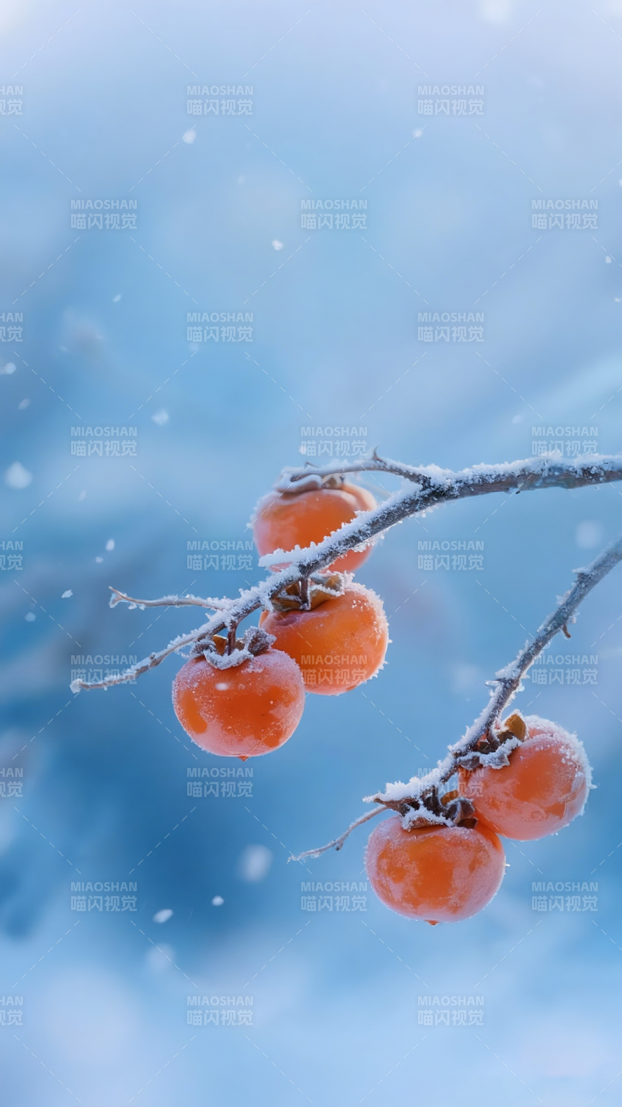 雪中柿子图片