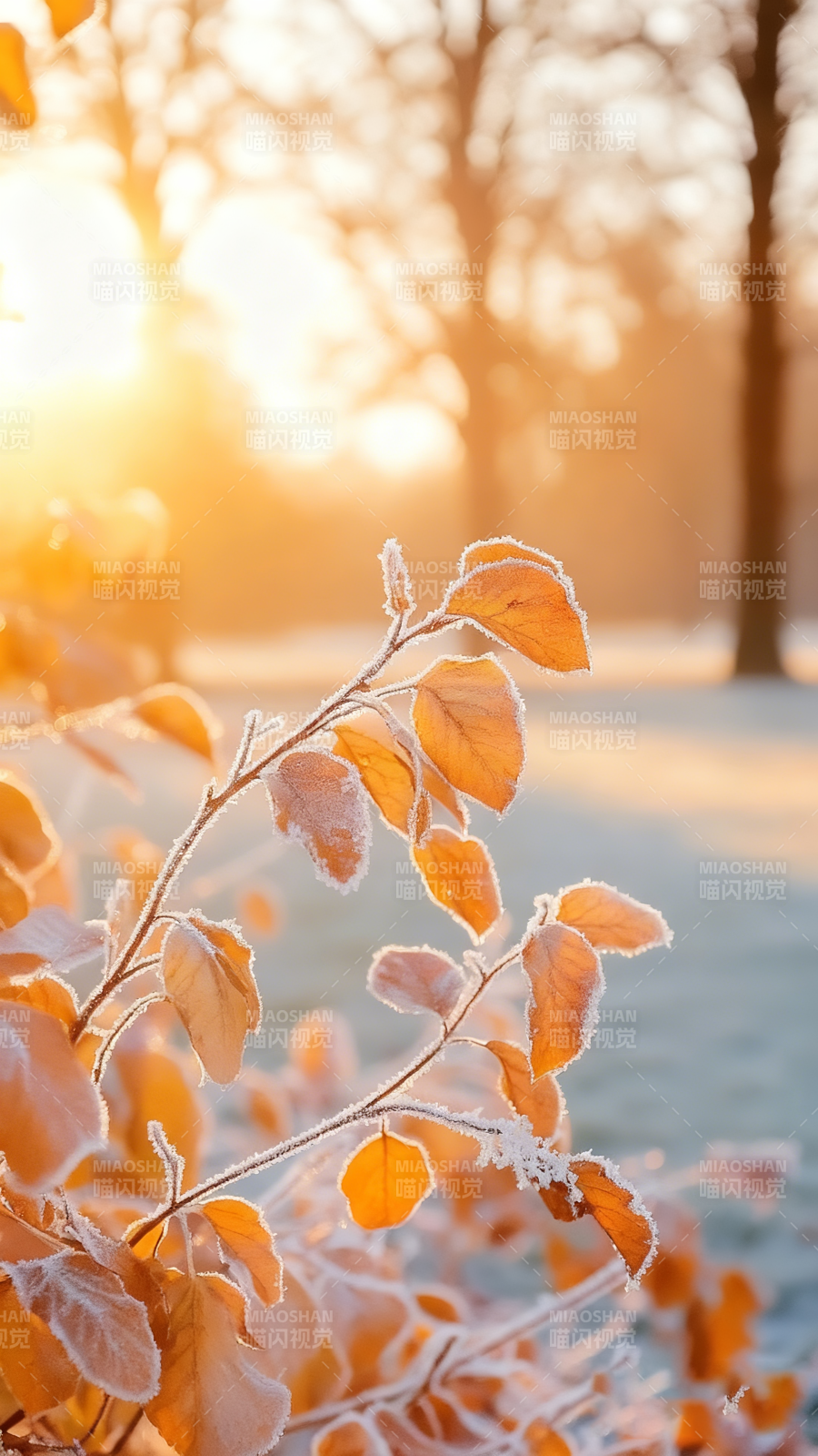 霜叶晨光图片