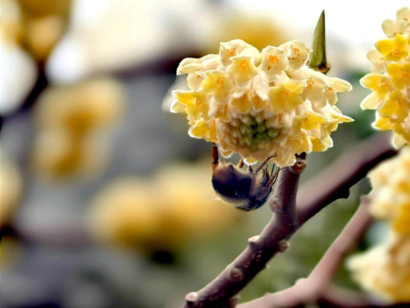 蜜蜂在结香花丛中采蜜图片