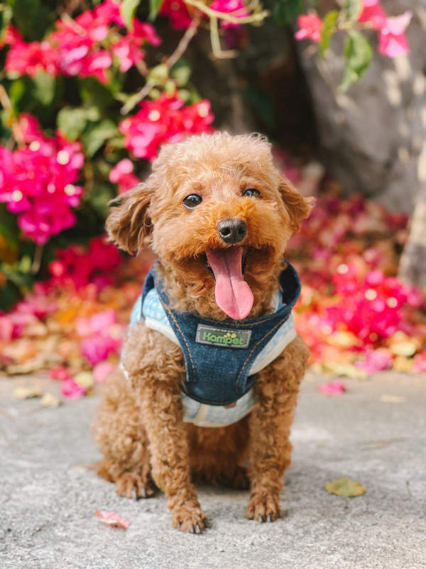 萌犬花丛中吐舌图片