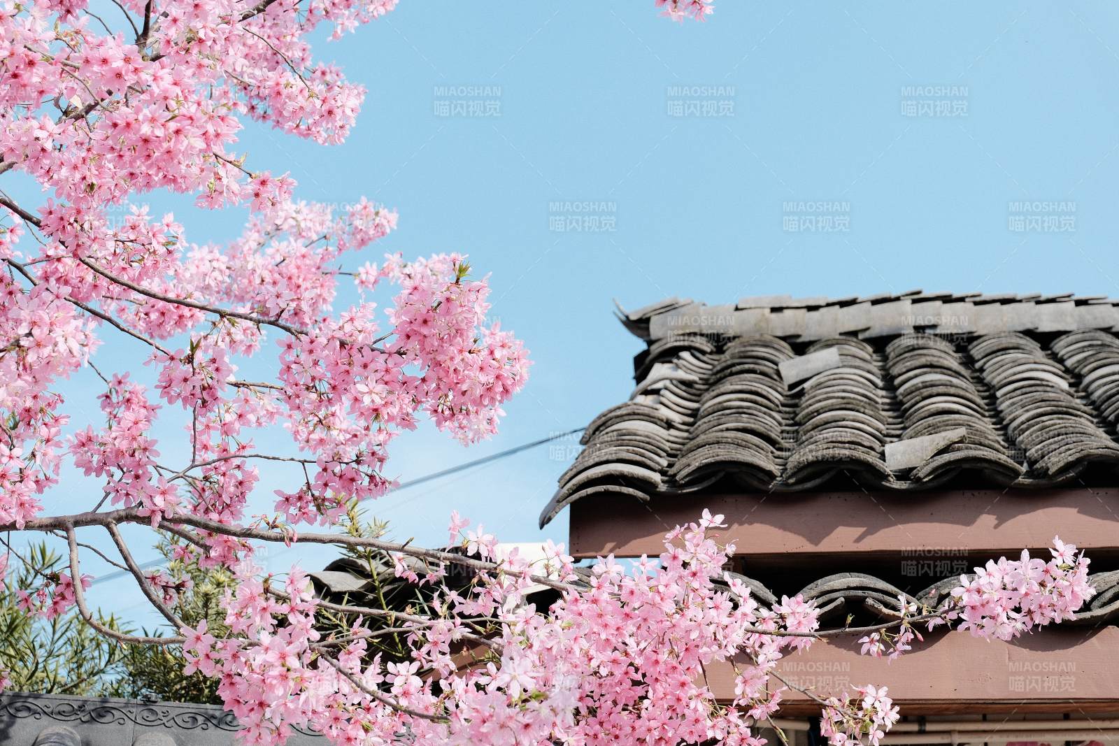 樱花映古屋图片