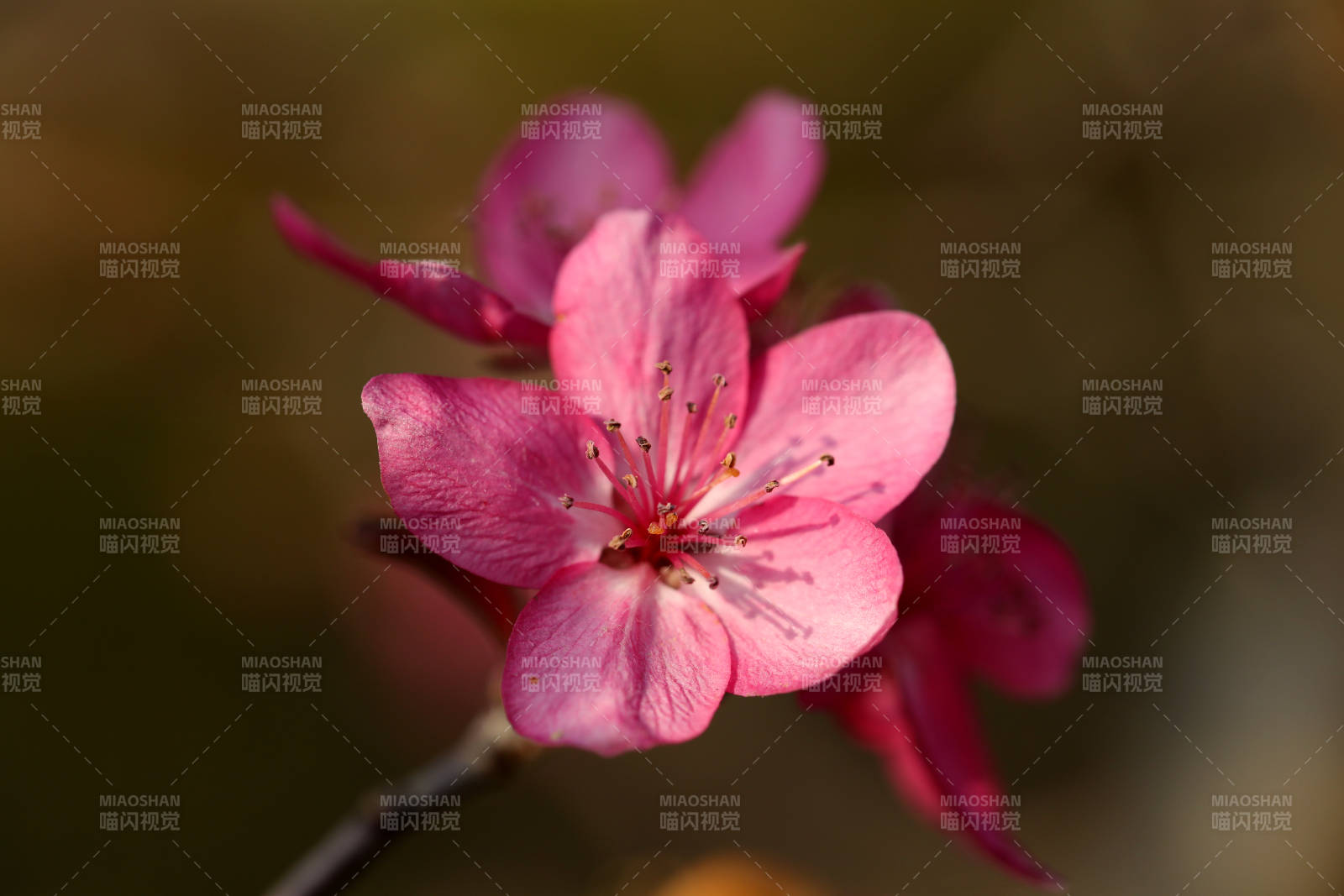 海棠花特写图片