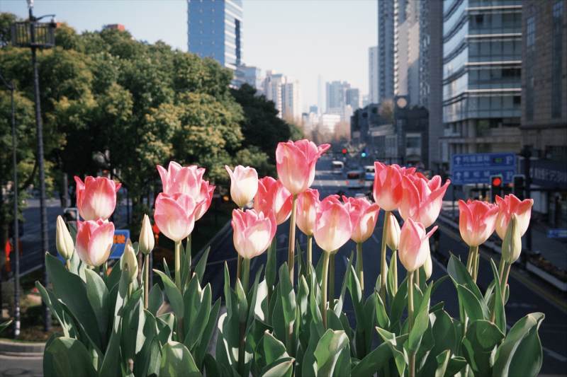 城市街角的郁金香图片