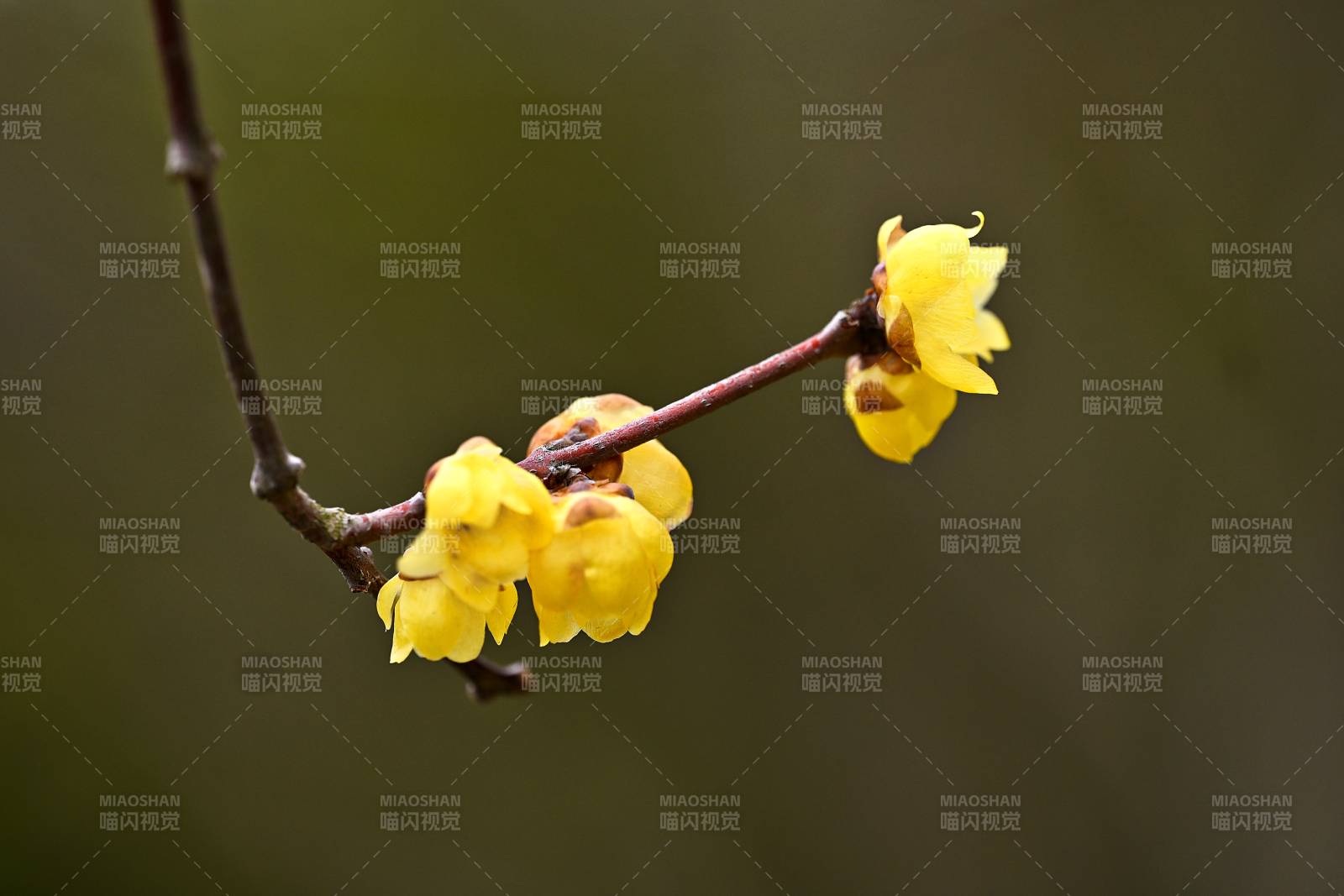 蜡梅绽放枝头图片