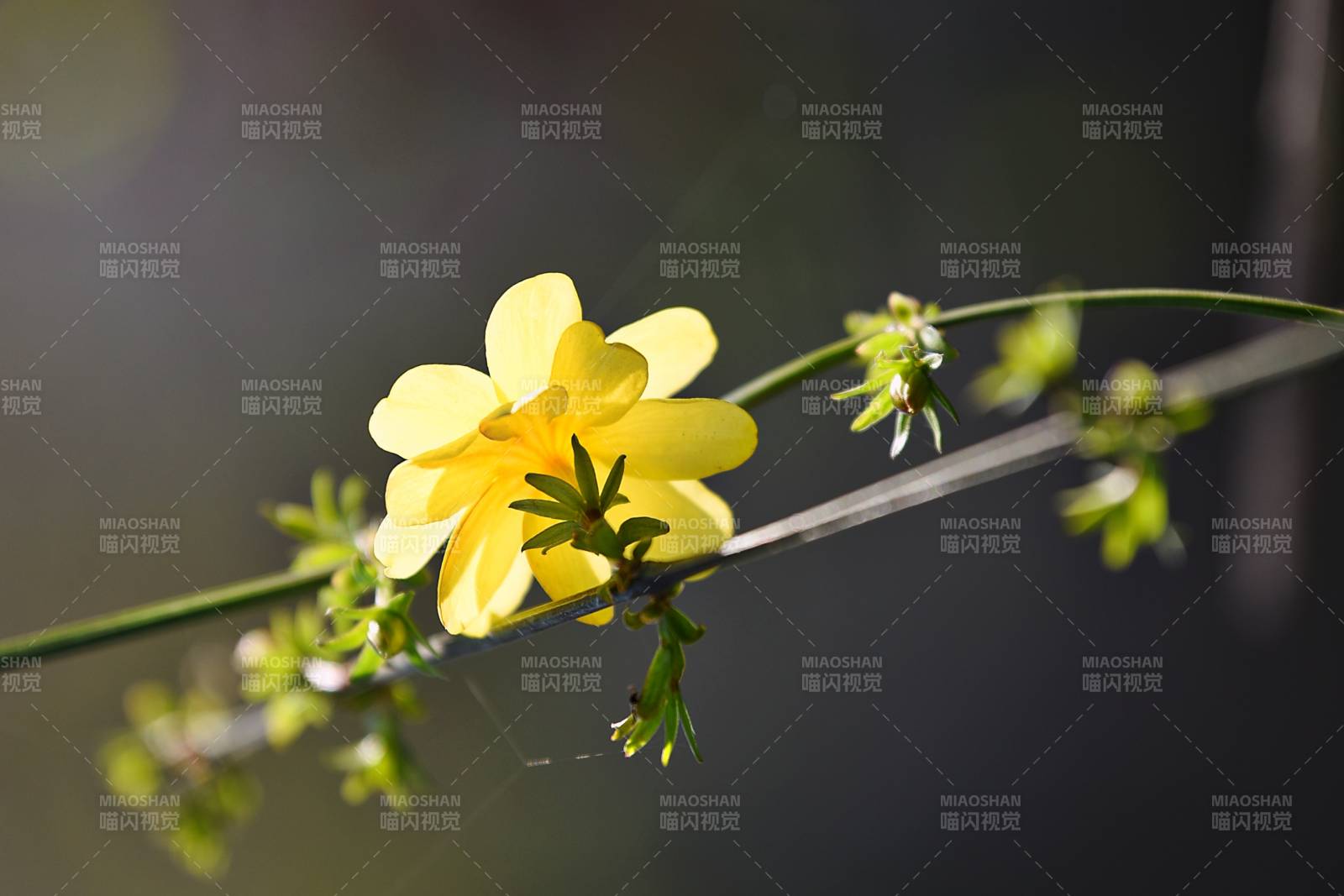 黄花绽放枝头图片