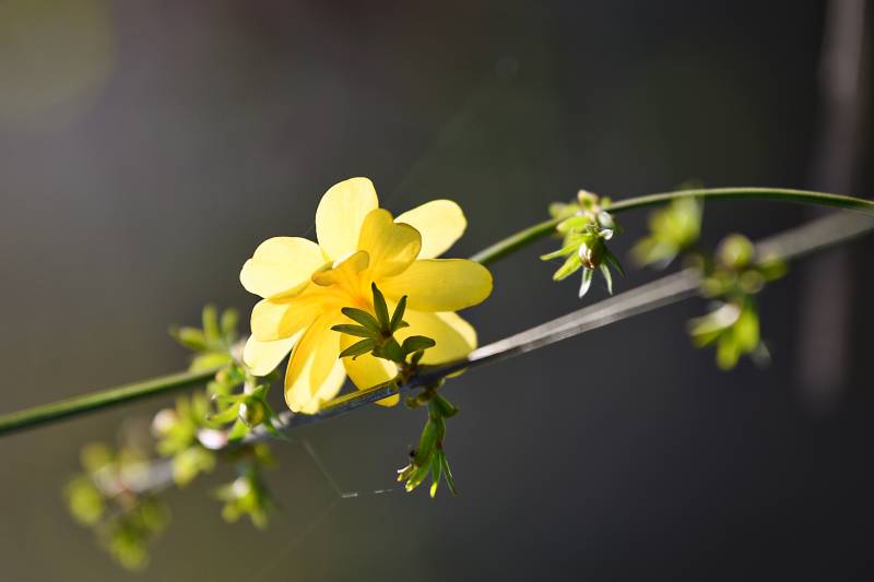 黄花绽放枝头图片