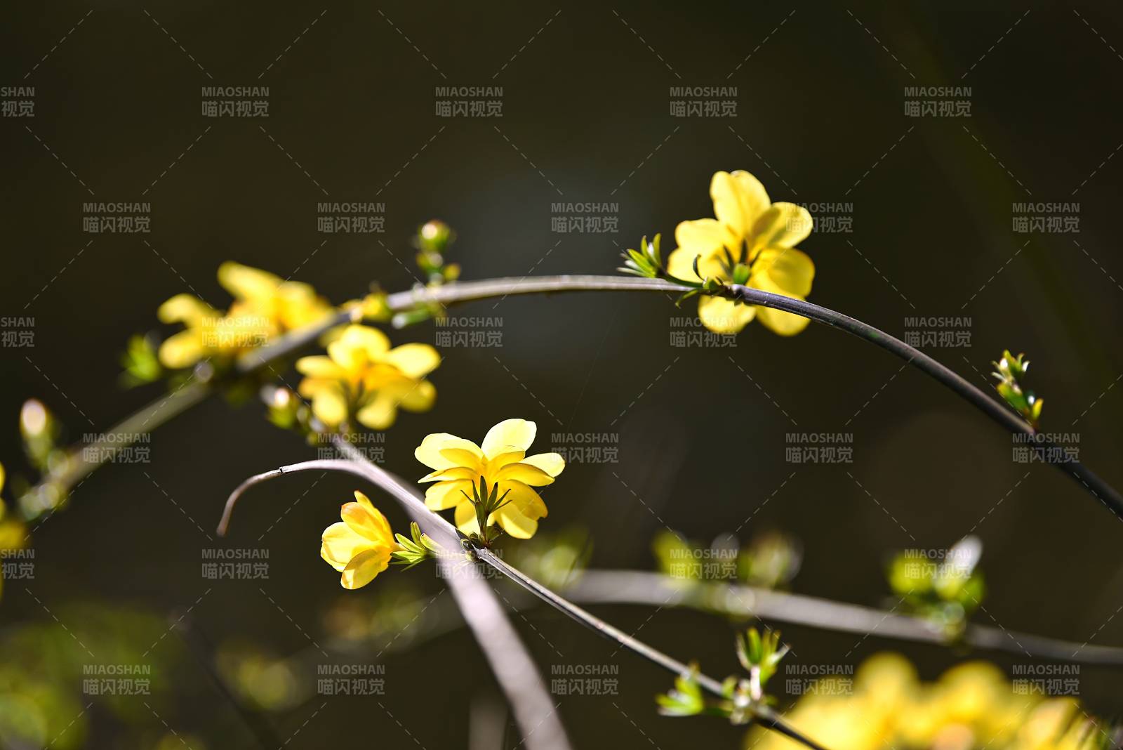 春日迎春花绽放图片