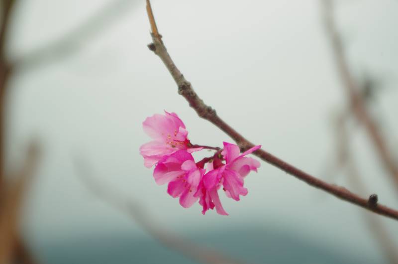 樱花绽放枝头图片
