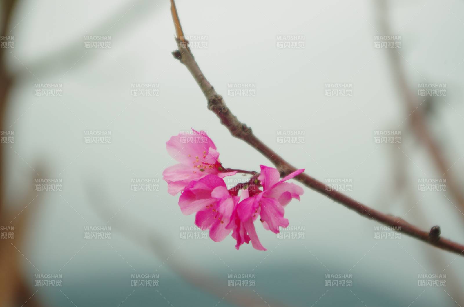 樱花绽放枝头图片