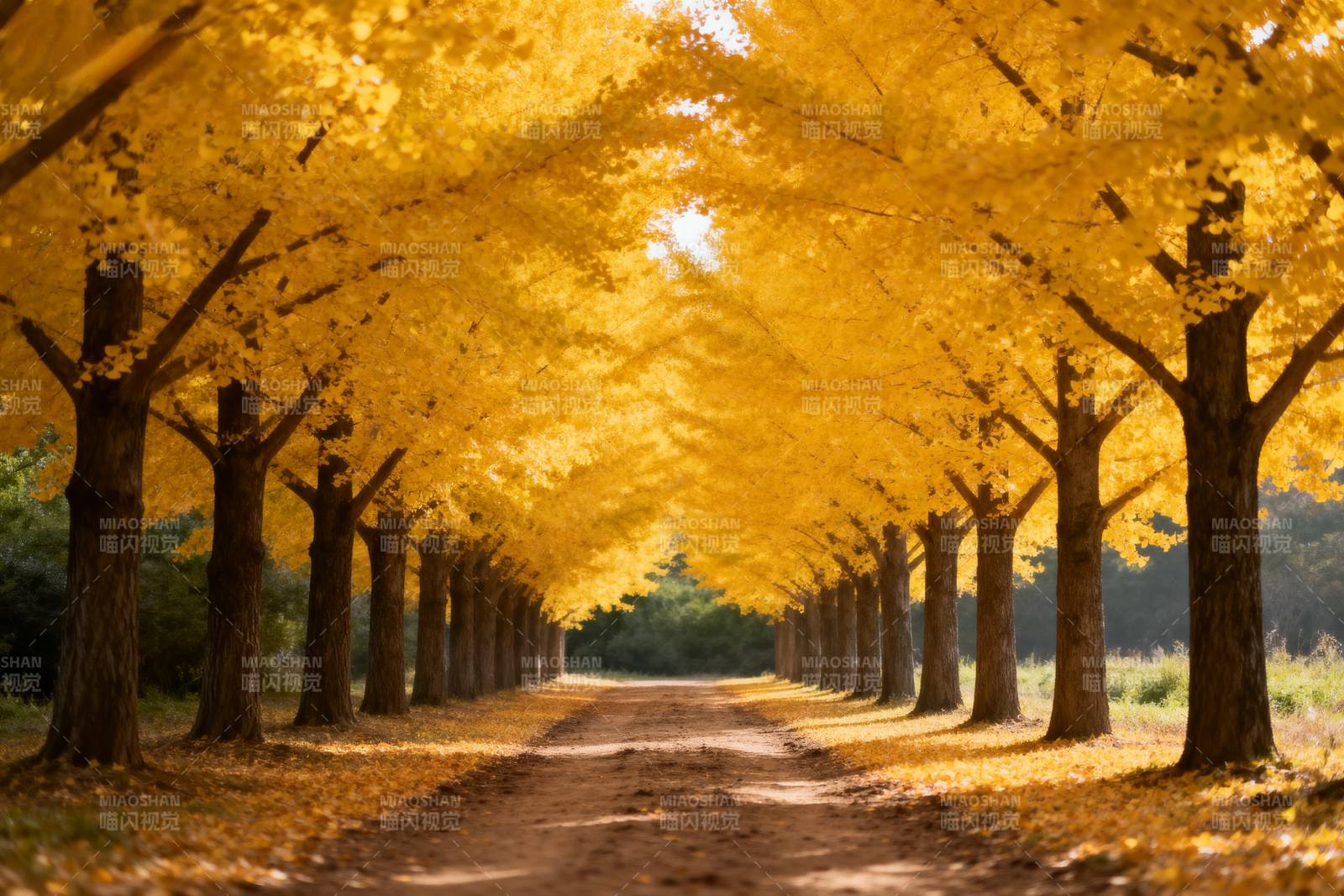 金秋林荫道图片