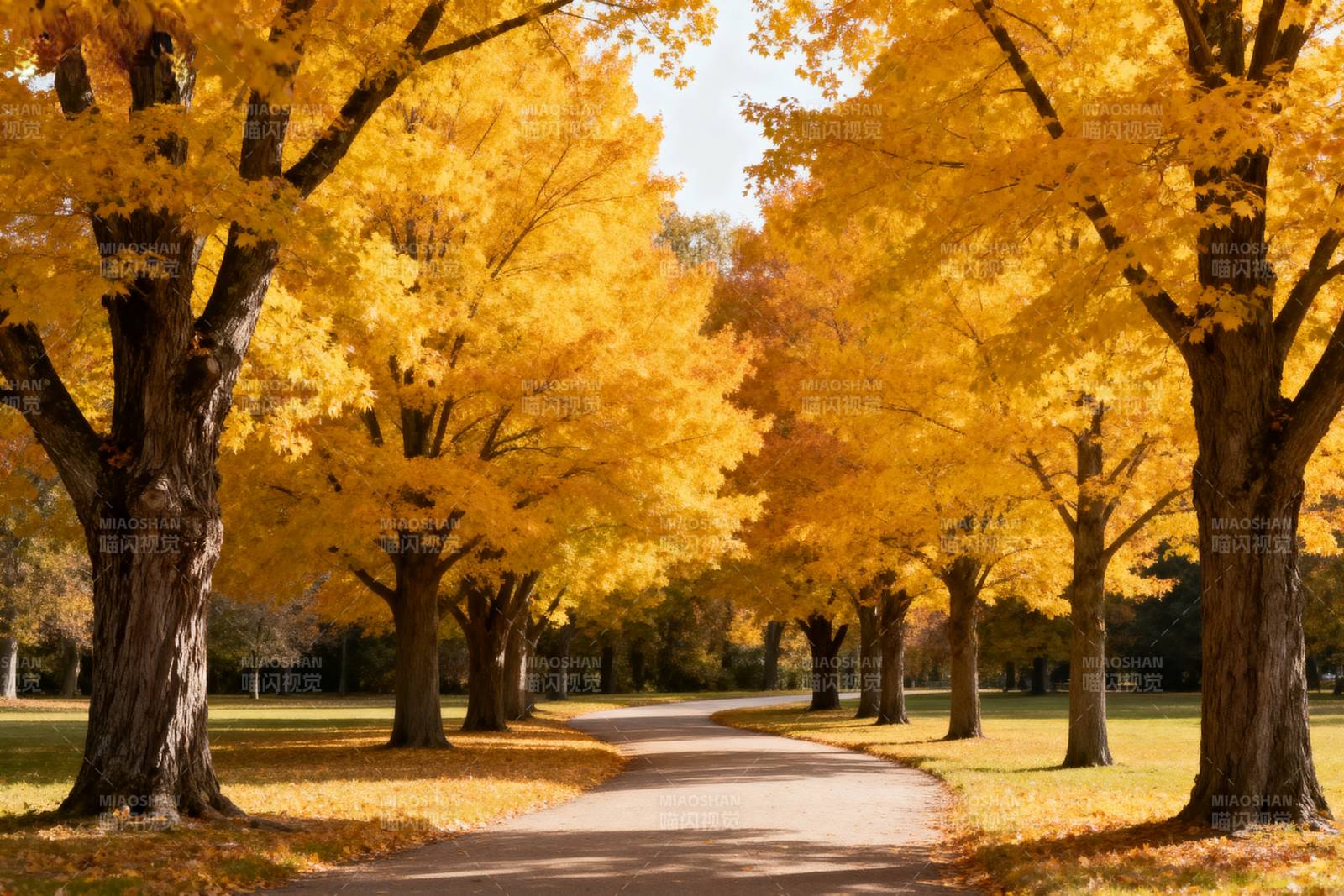秋日林荫道图片