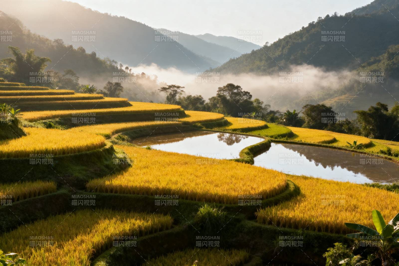 梯田晨雾图片