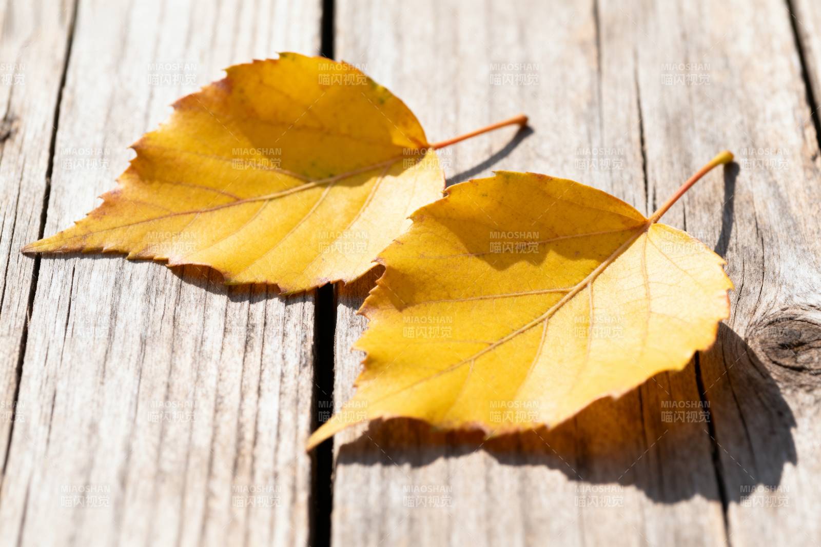 秋叶静卧木板上图片
