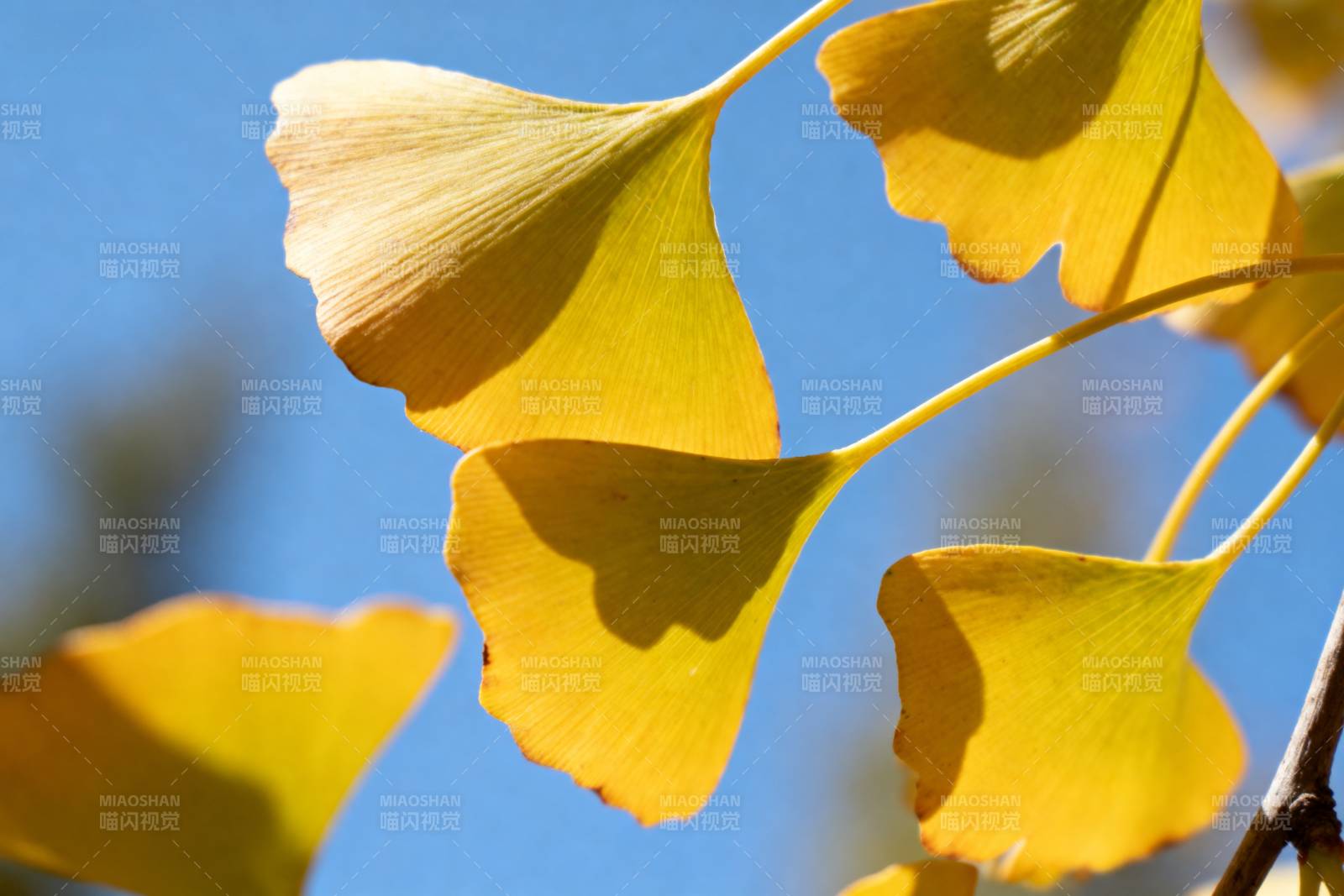 银杏叶黄秋意浓图片