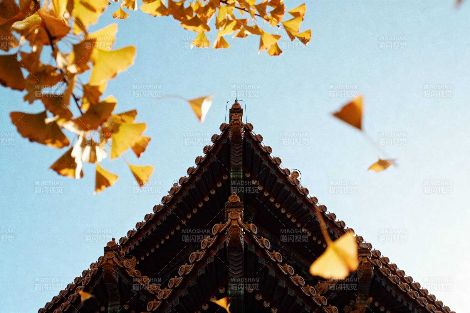 秋叶飘飞古建筑图片