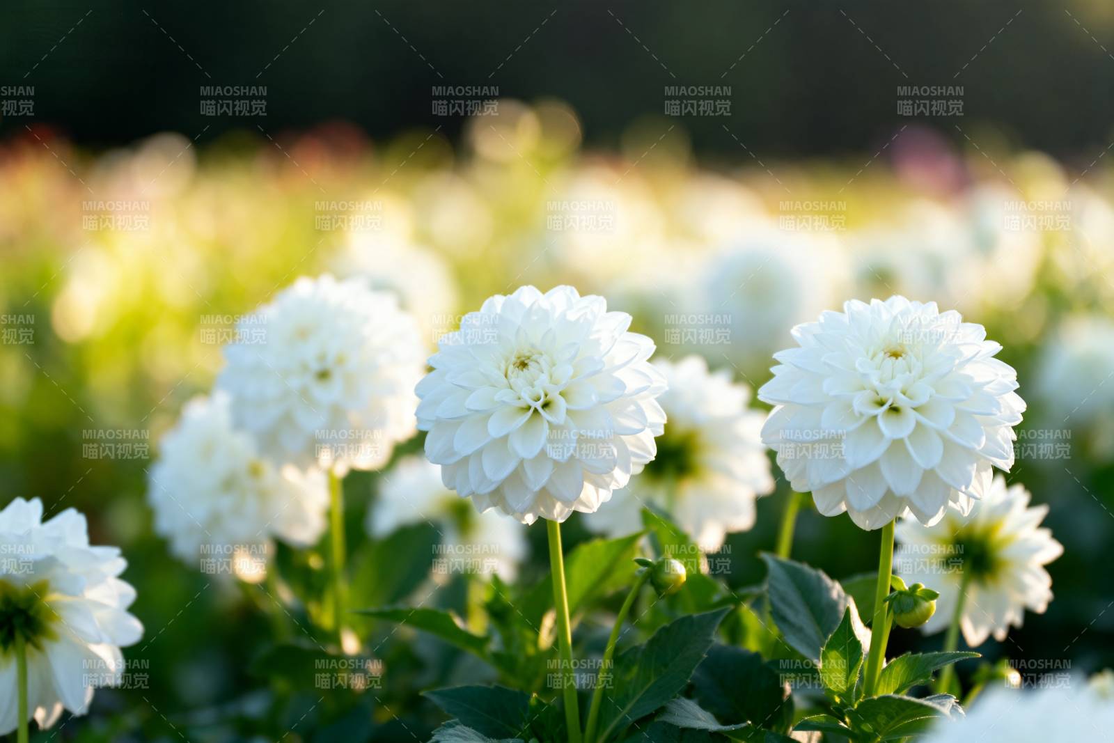 洁白菊花绽放园中图片