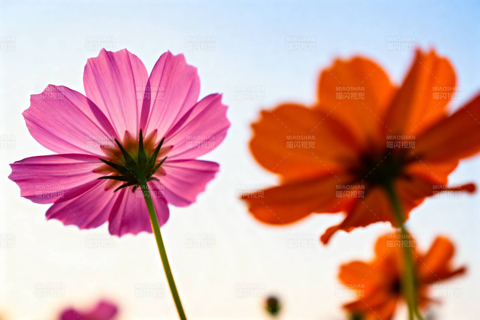 花影映天光图片