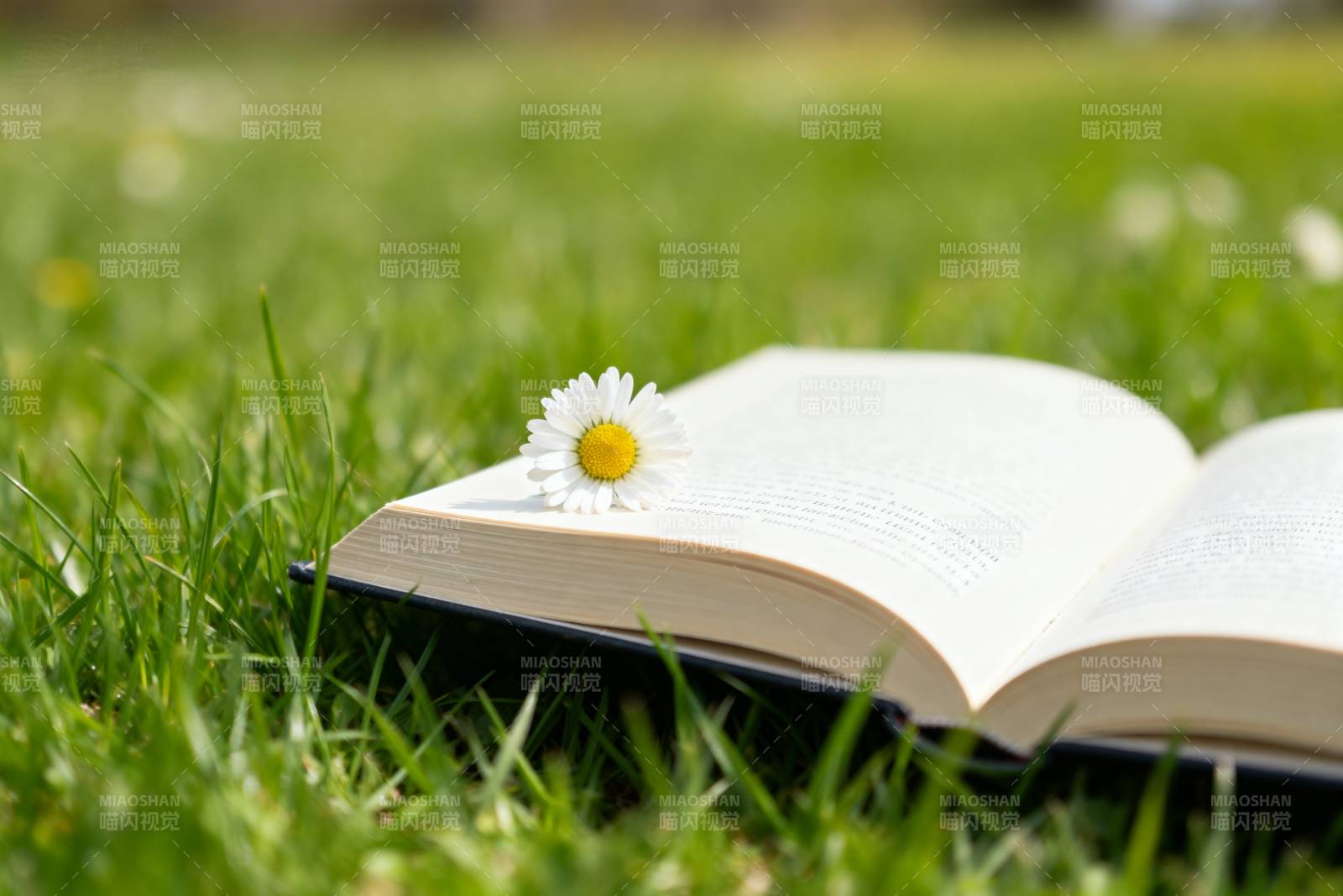 草地上书与雏菊图片