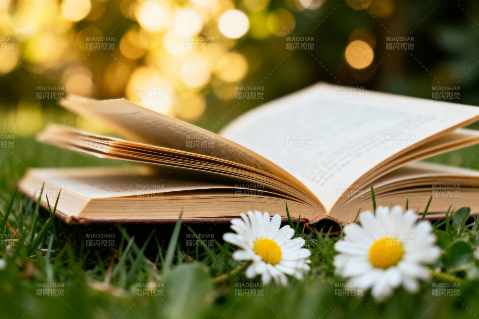 书页伴雏菊图片