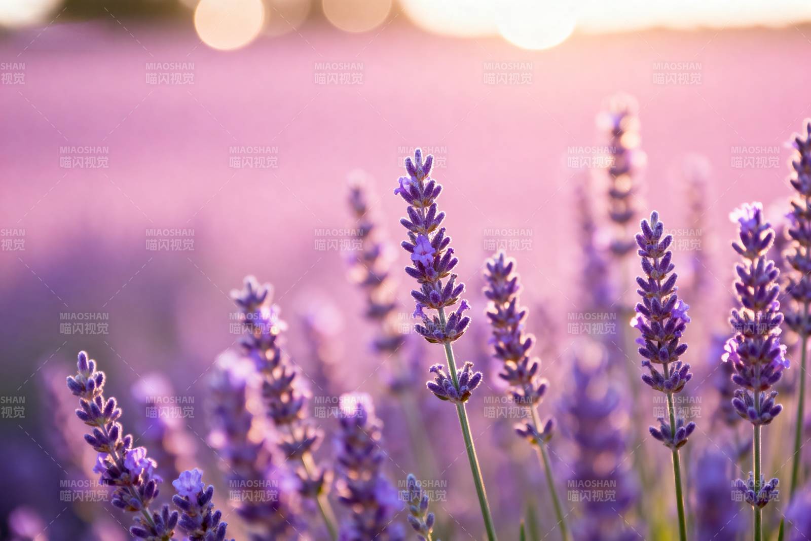 薰衣草花海图片