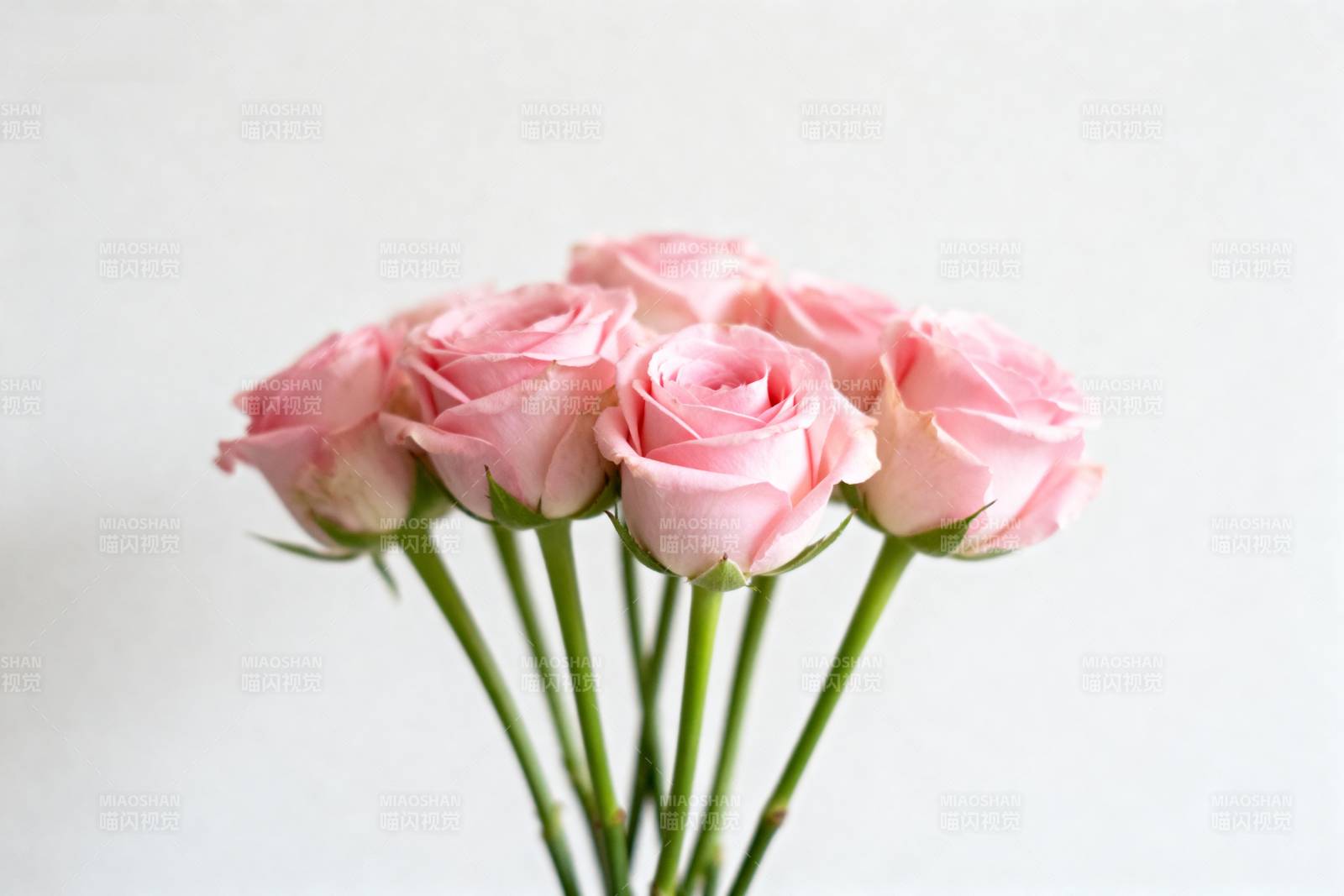 粉玫瑰花束图片