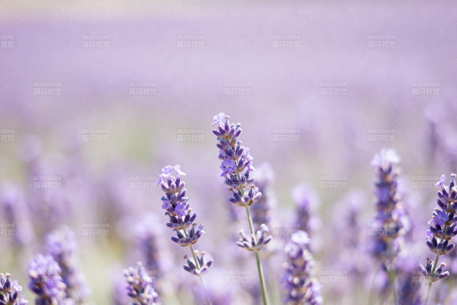 薰衣草花海图片