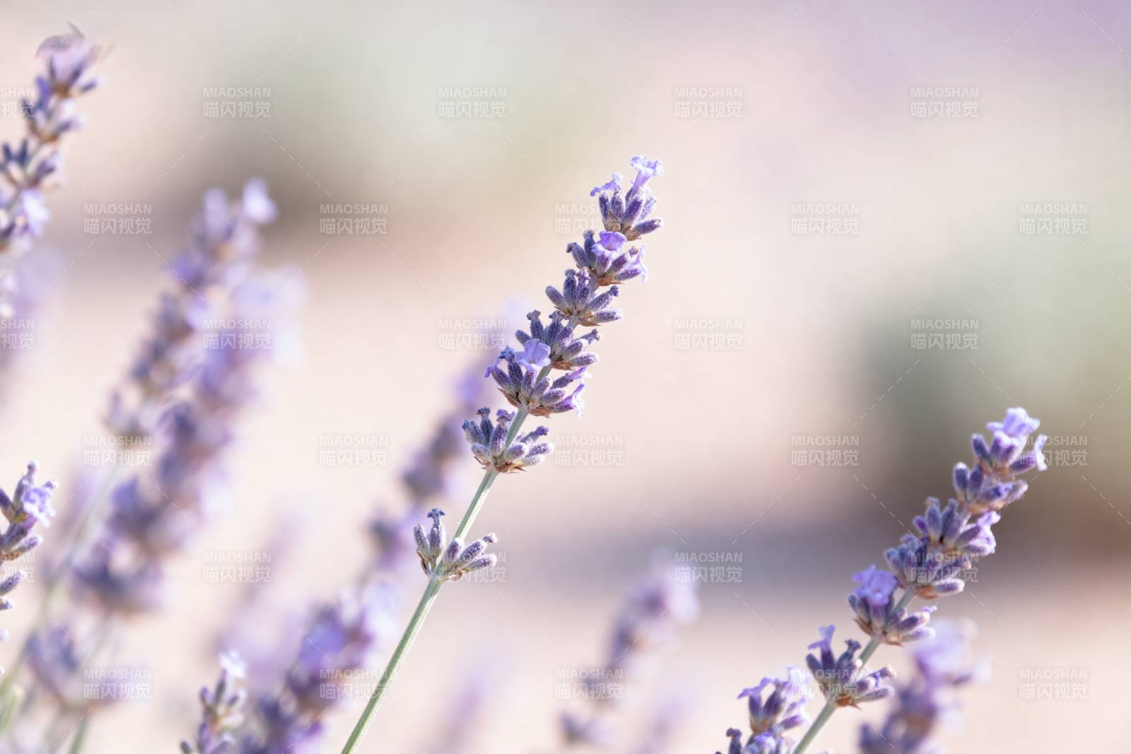 薰衣草花海图片