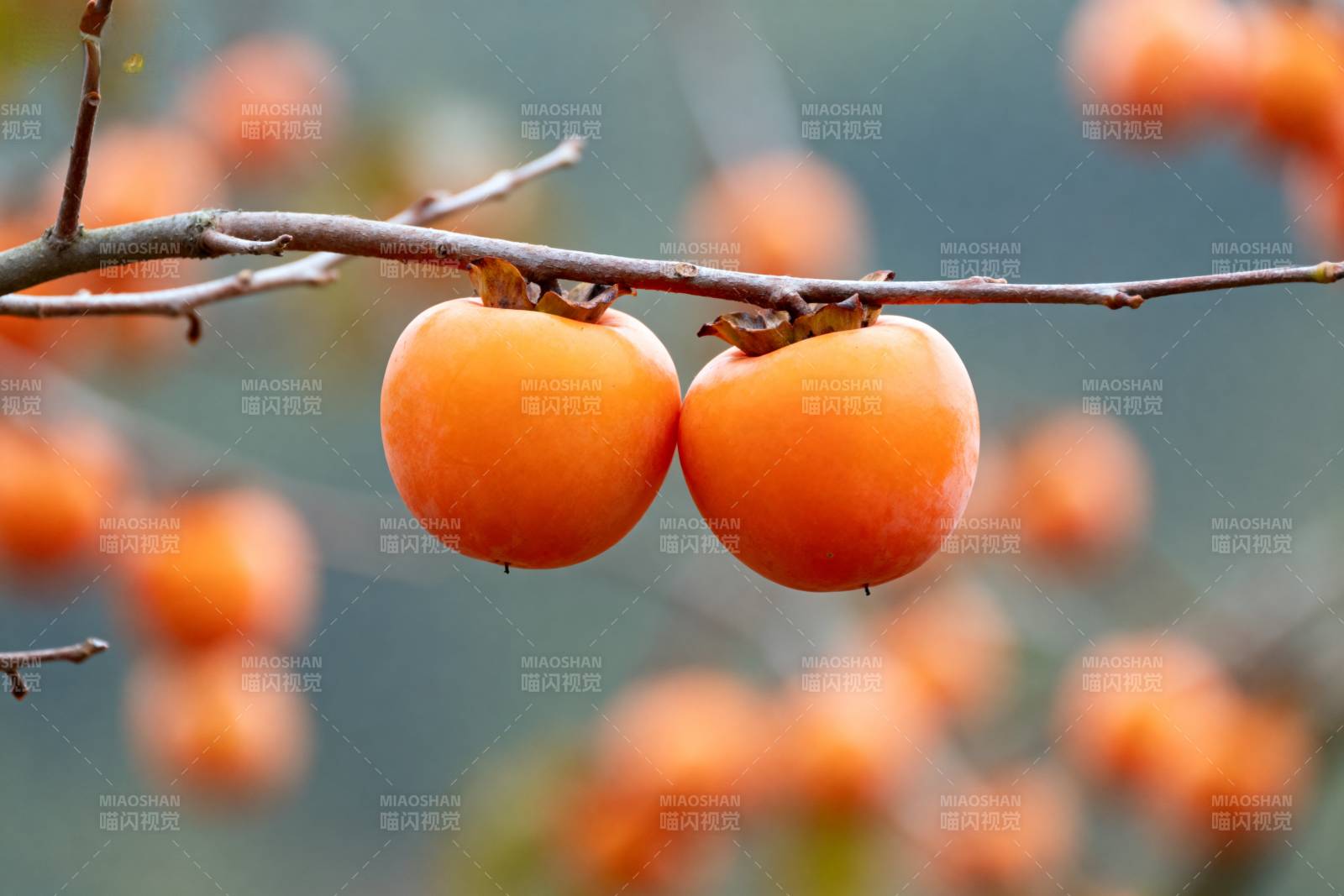 枝头橙柿挂秋光图片