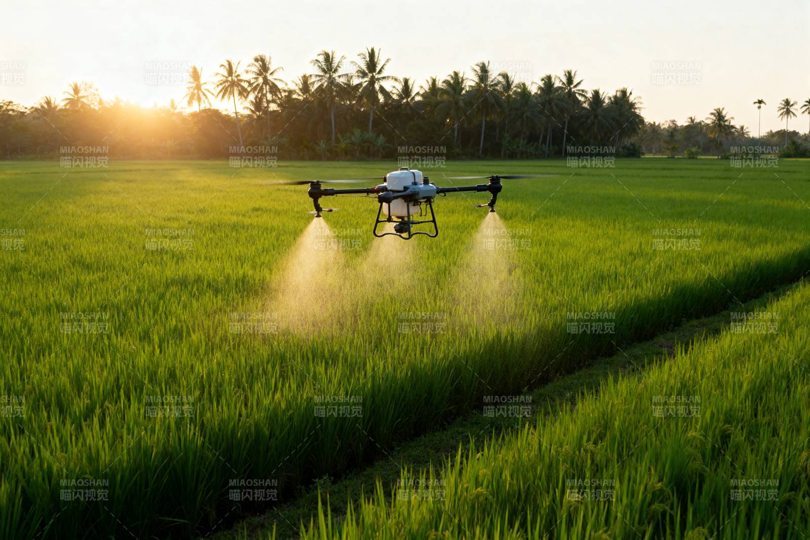 无人机喷洒稻田图片
