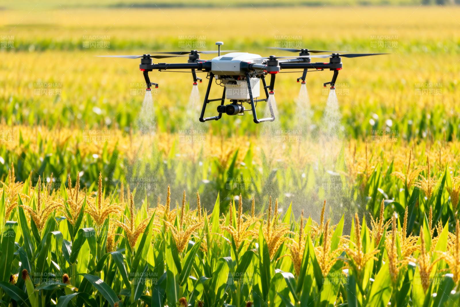 无人机喷洒玉米田图片