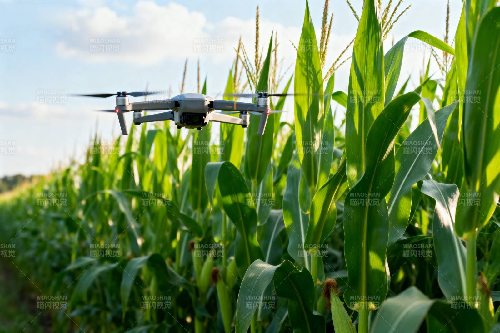 无人机巡田图片