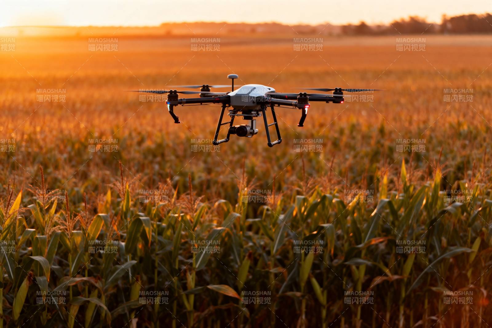 无人机飞越玉米田图片