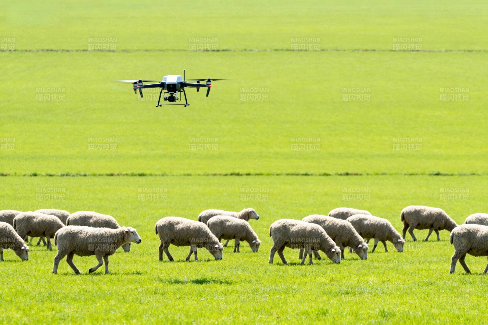 无人机牧羊场景图片