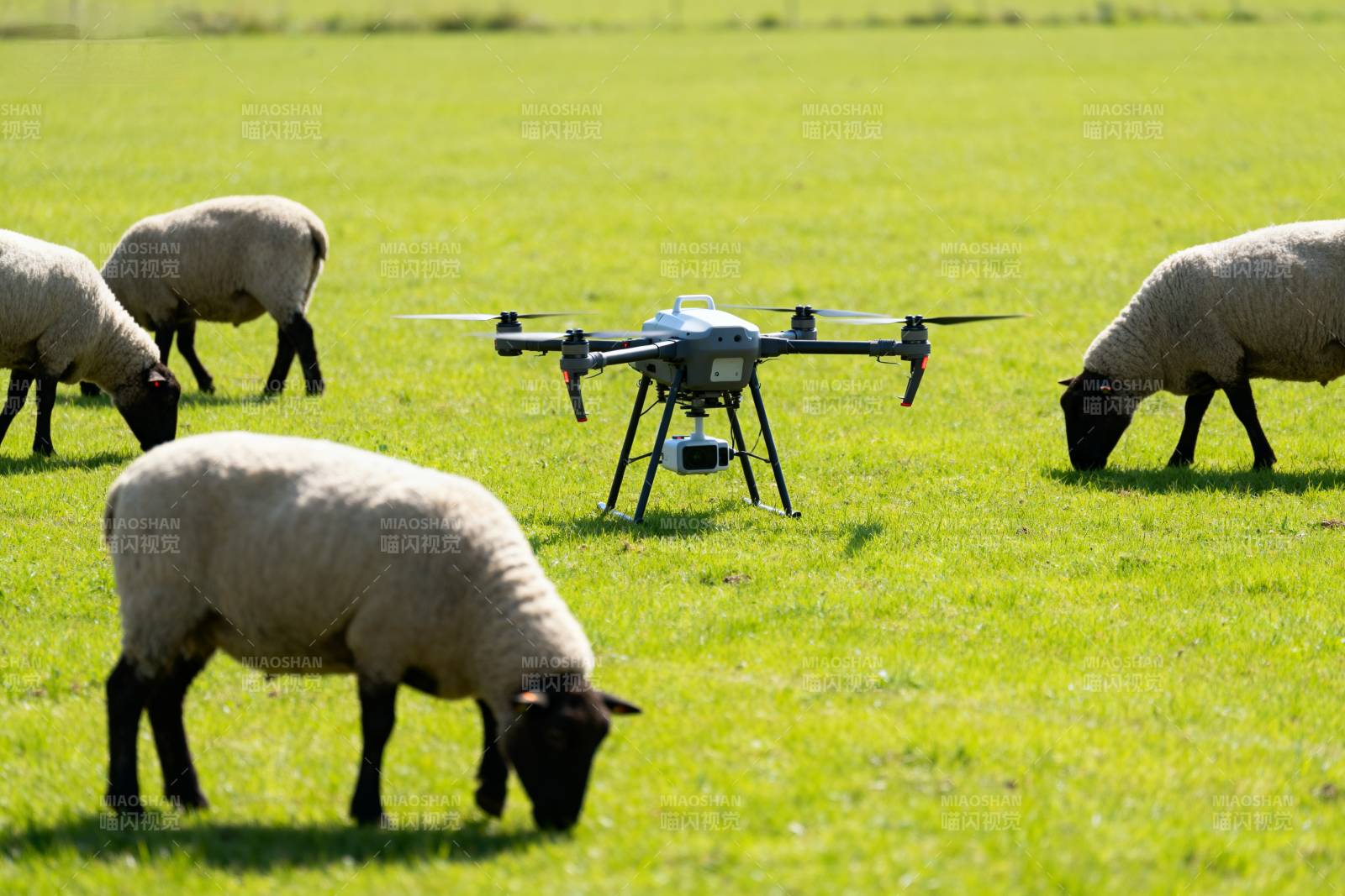无人机牧羊图片