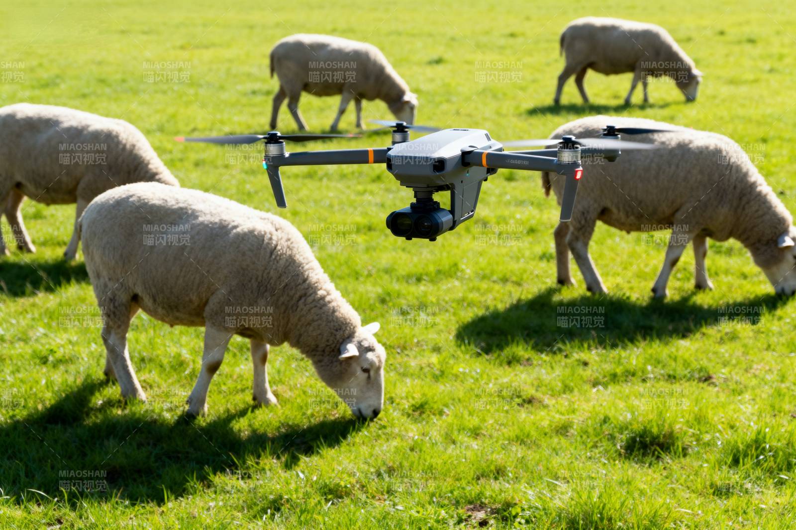 无人机牧羊场景图片