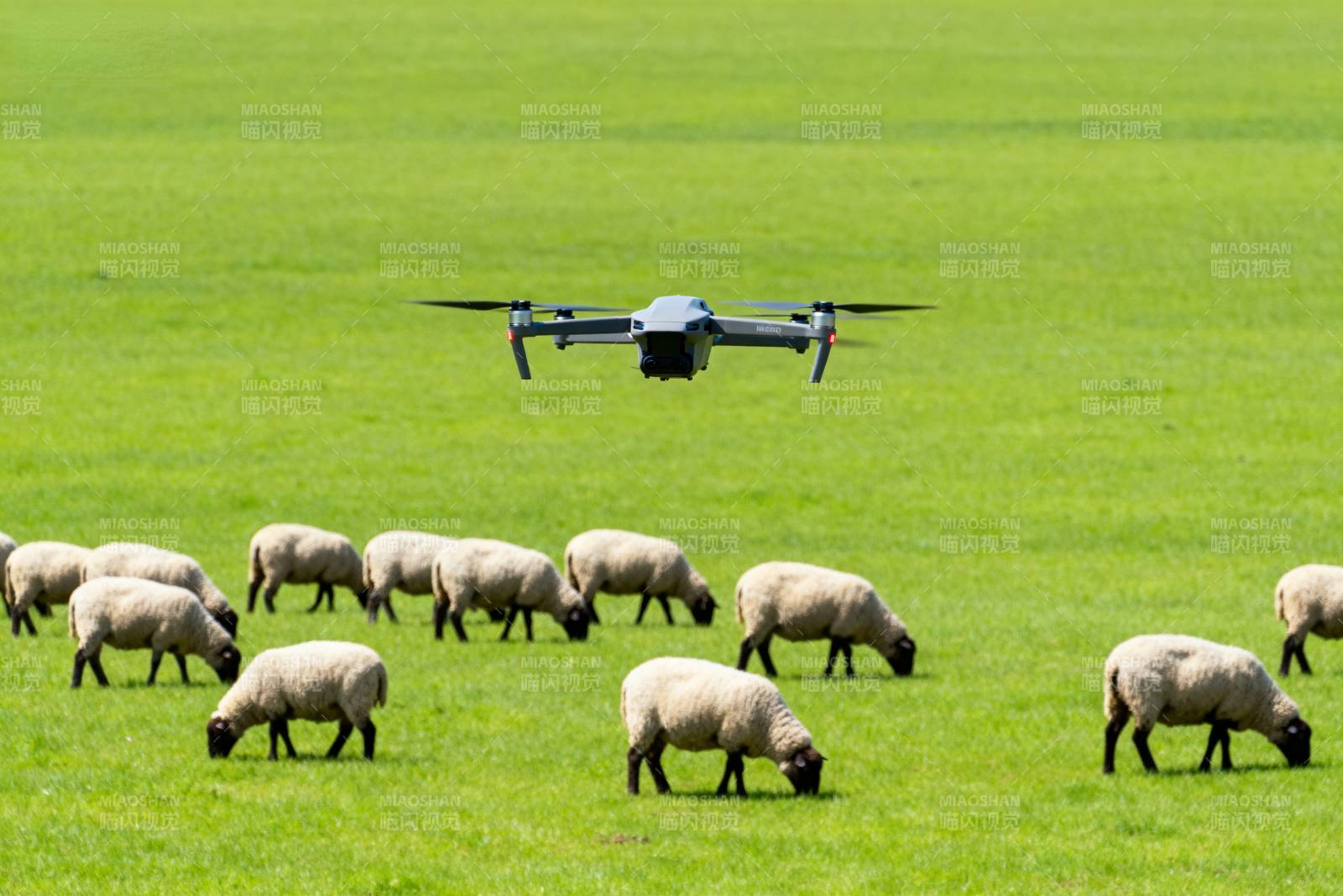 无人机牧羊图片