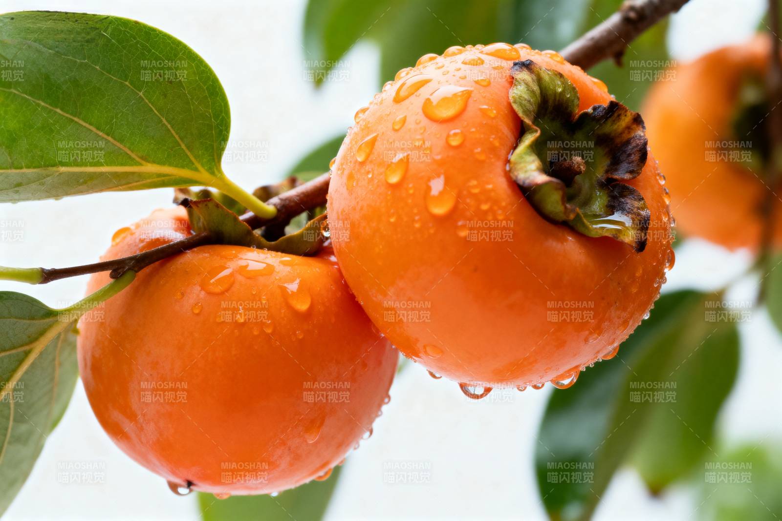 雨后柿子挂枝头图片