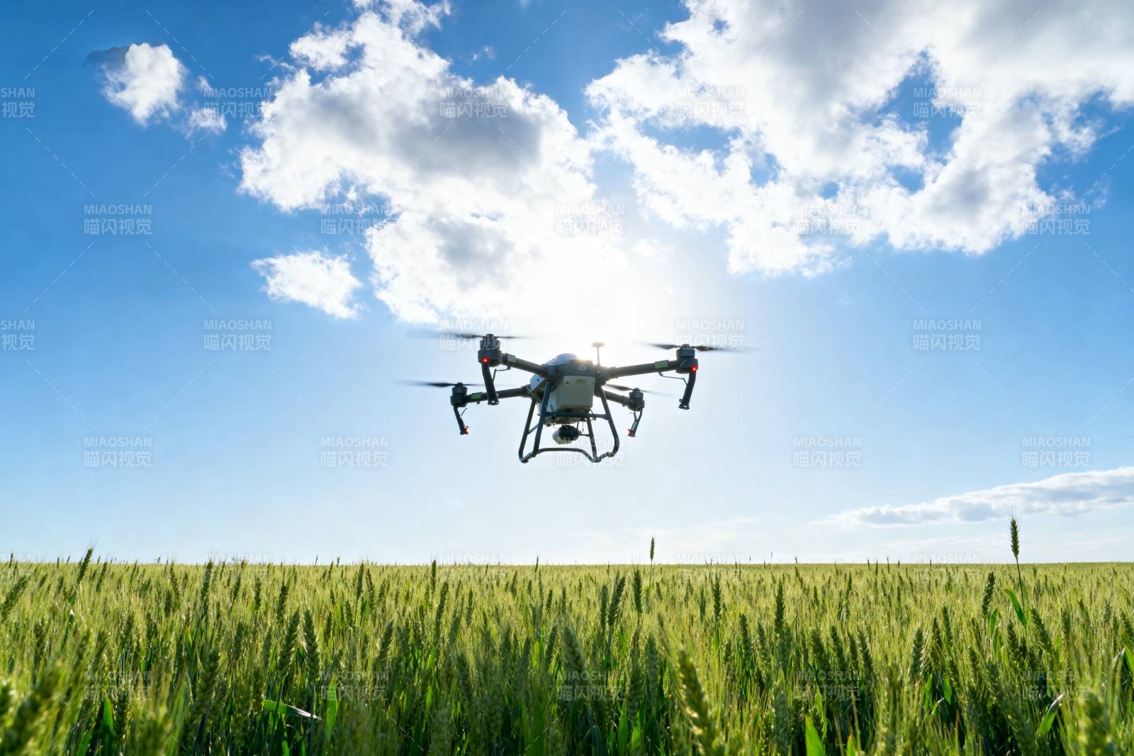 无人机飞越麦田图片
