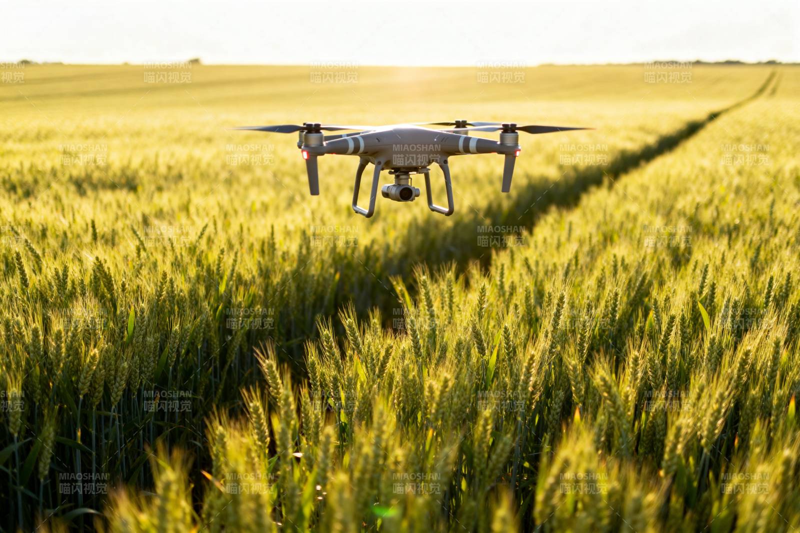 无人机飞越麦田图片