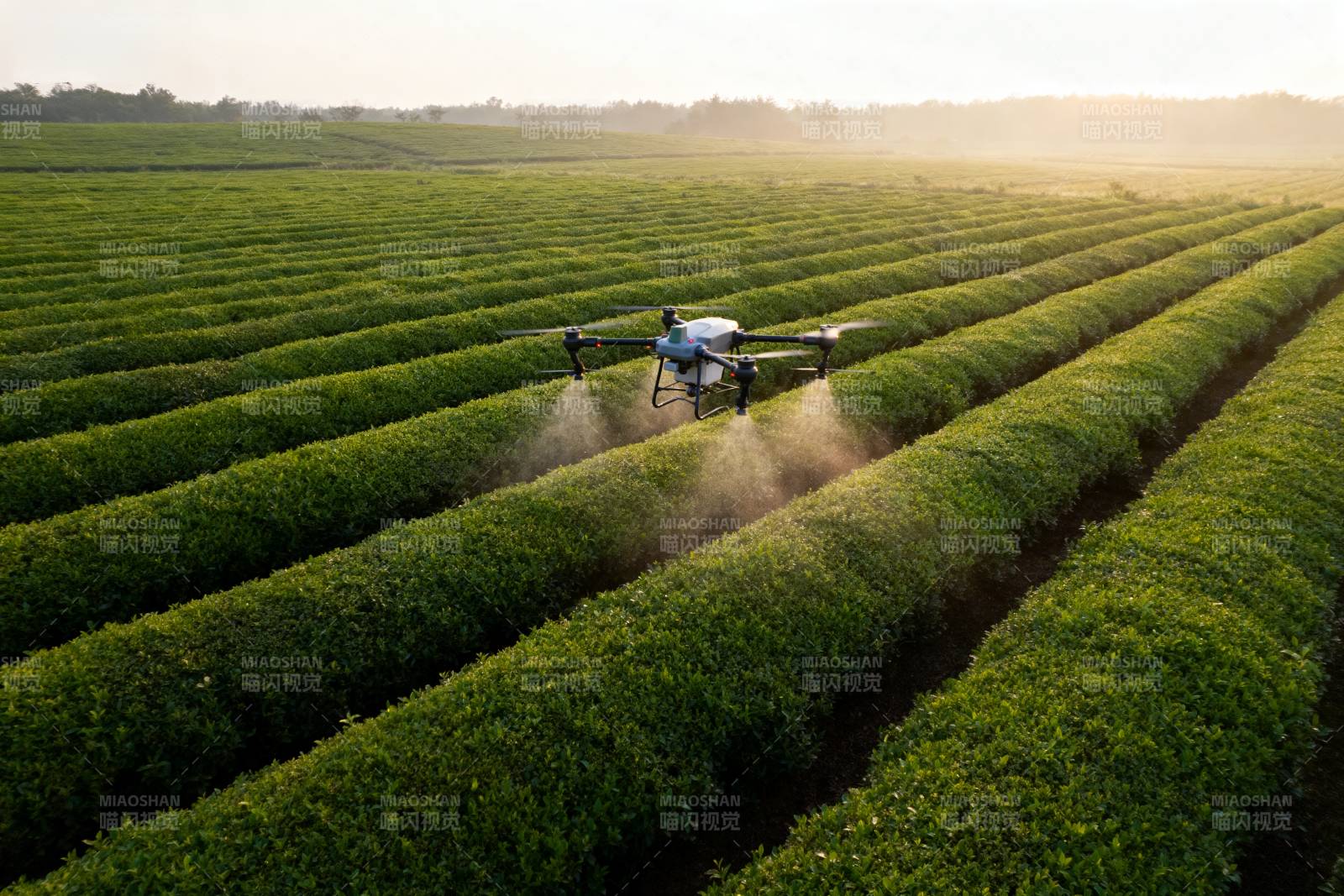 无人机喷洒茶园图片