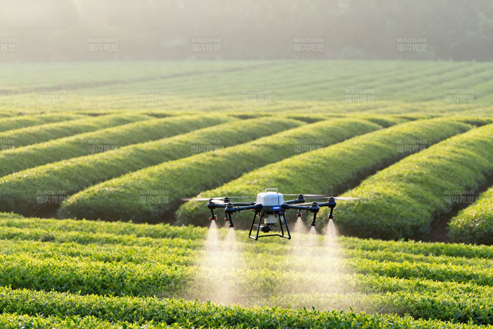 无人机茶园喷洒图片