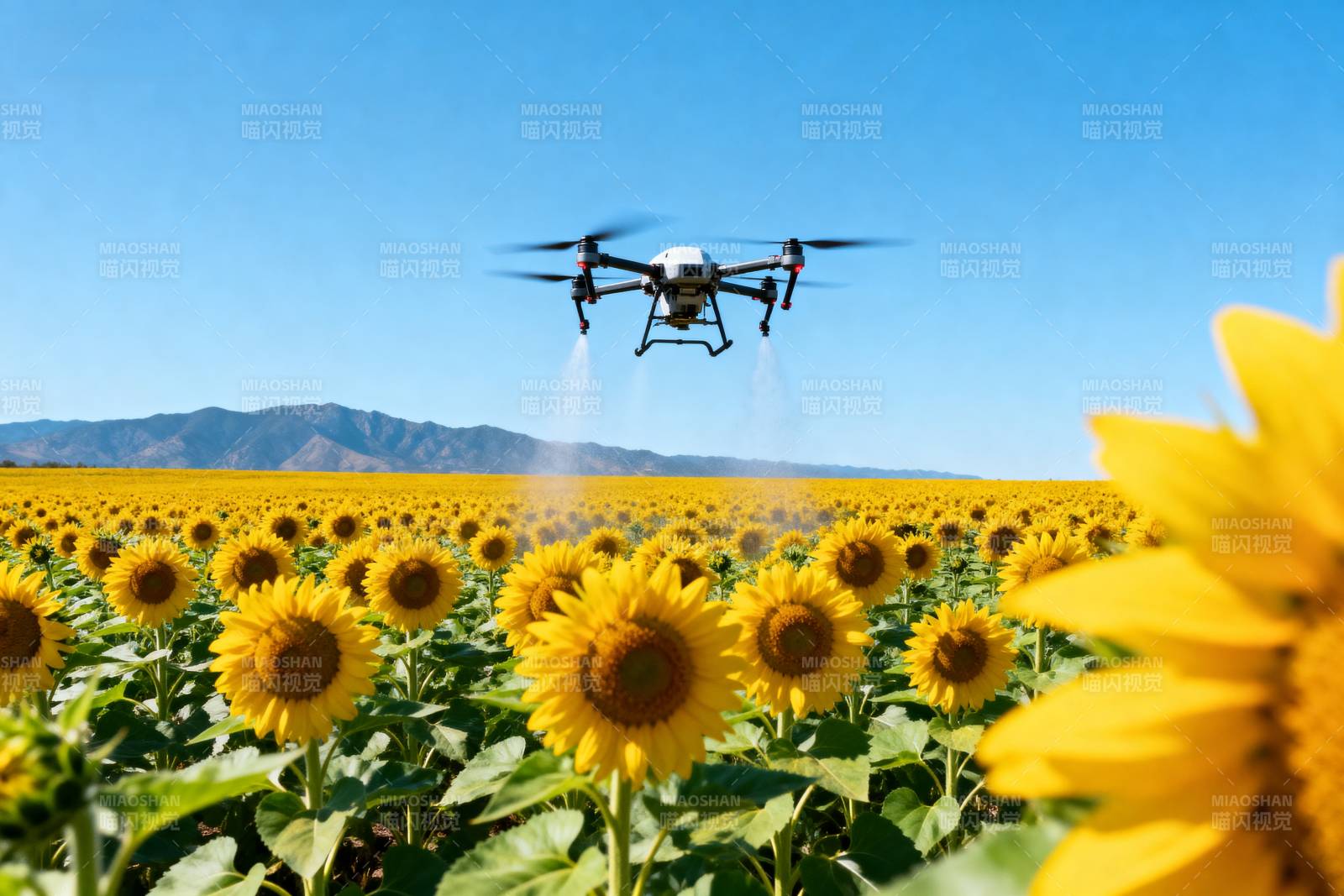 无人机洒水向日葵图片