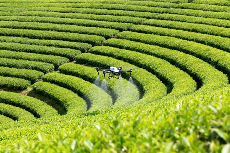 无人机喷洒茶园图片