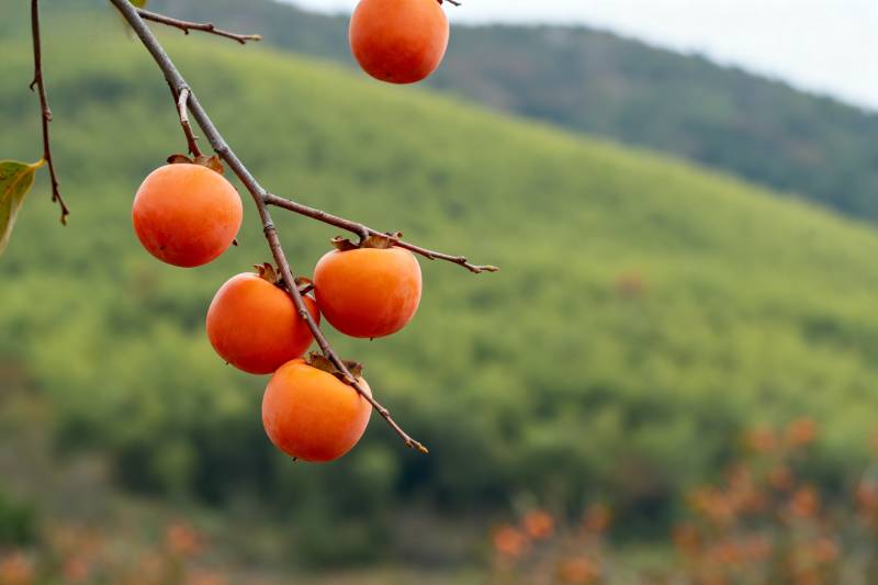 枝头柿子红图片